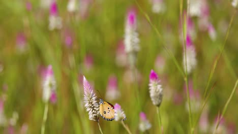 Gewöhnlicher-Tigerschmetterling-Sitzt-Auf-Einer-Wiese-In-Zentralindien-Und-Bestäubt-Eine-Rosa-weiße-Blume-In-Einer-Reihe-Von-Farben-Von-Rosa,-Weiß,-Grün-Und-Braun