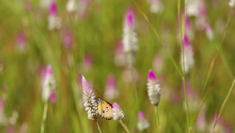 la mariposa tigre común se sienta polinizando una flor blanca rosa en una variedad de colores rosa, verde blanco y marrón en un prado en la india central
