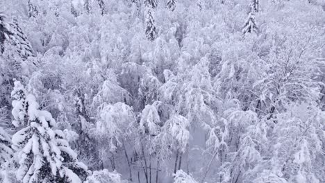 Empujando-Sobre-Alisos-Cubiertos-De-Nieve-Y-Abetos-En-Un-Bosque-Mágico-De-Cuento-De-Hadas-En-Los-Alpes-Suizos