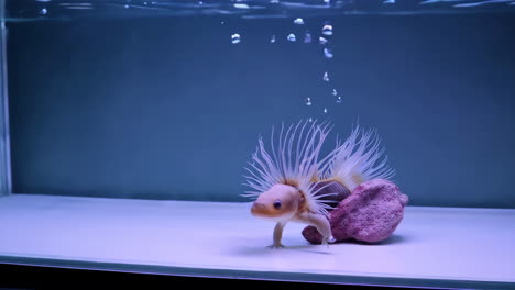 cute axolotl in an aquarium with color changing lights
