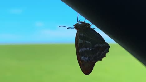 A Serene Moment Captured: A Butterfly Resting Gracefully on a Pipe Against a Tranquil Blue Sky and Lush Green Field Background