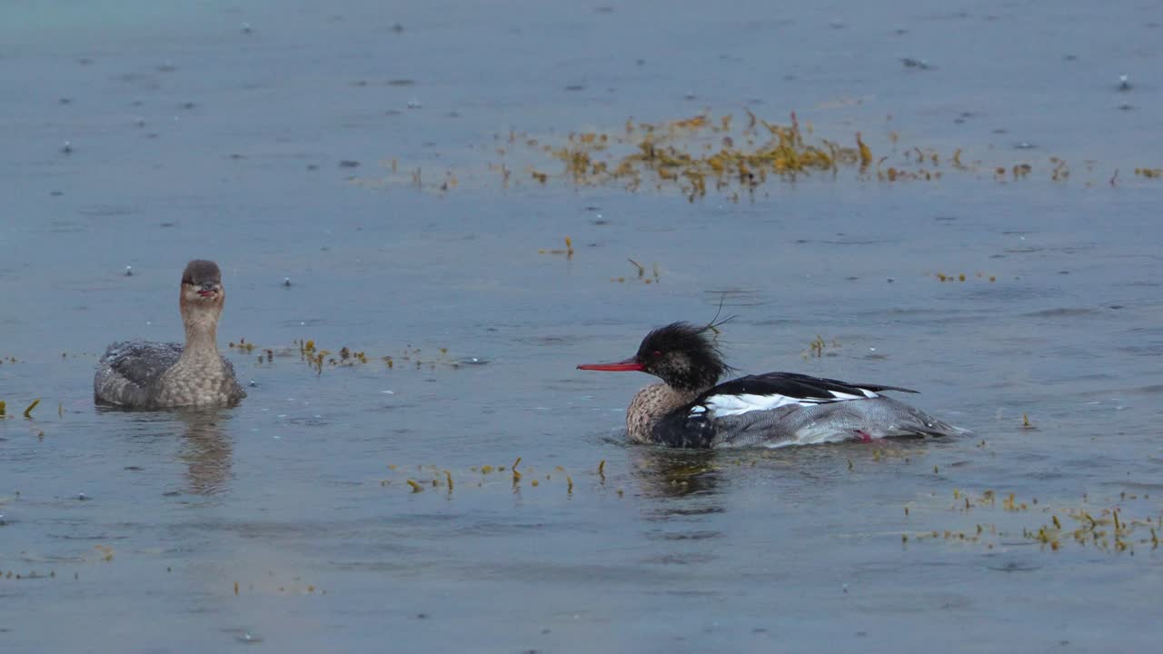Red-breasted mergansers swimming in the ocean