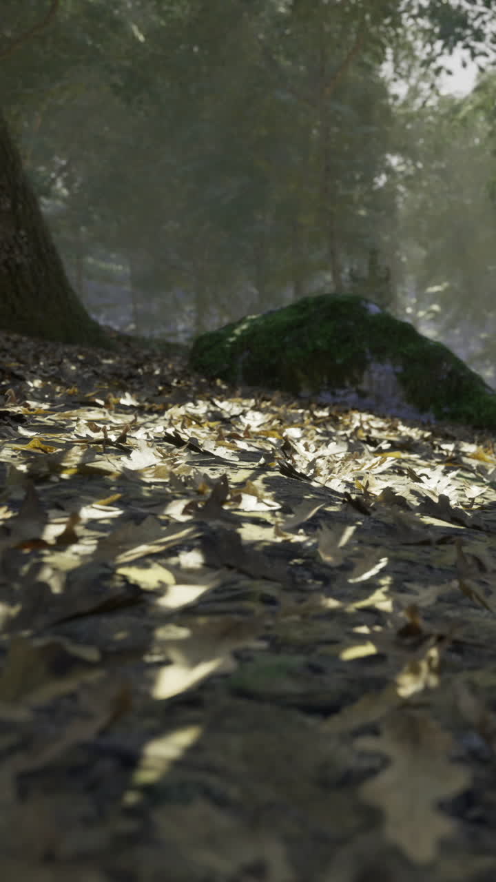 Sunlight dances on fallen leaves in a tranquil forest setting
