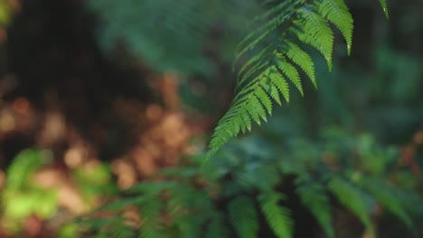 Lush-green-rainforest,-Sunlight-falling-on-fern-tree,-rack-focus-macro-new-zealand-water-on-leaf,-symmetry-satisfaction-iconic