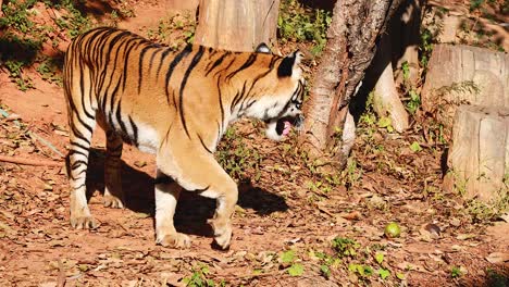 el tigre explora el entorno natural del zoológico
