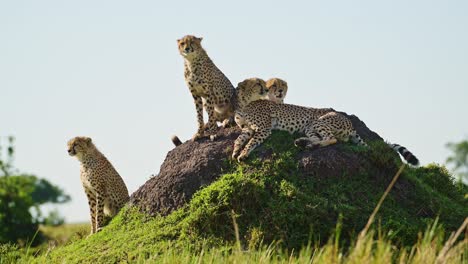 masai mara cheetah familie in afrika, afrikaanse wilde dieren in kenia, moeder en jonge baby cheetah welpen op de top van een termieten heuvel uitkijk op safari in masai mara, geweldig mooi dier