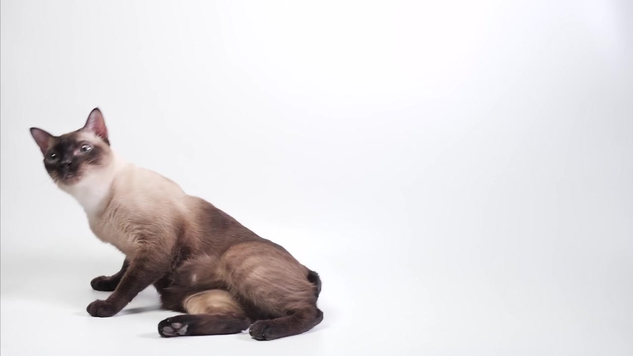 Gatto cammina su sfondo bianco, poi si siede e poi si pulisce
