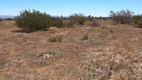 dry field in the mojave desert