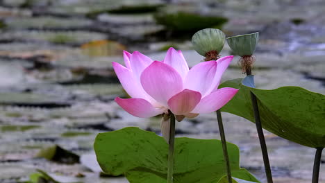 una hermosa y hermosa flor de nenúfar rosa con vegetación en un estanque de agua dulce - primer plano