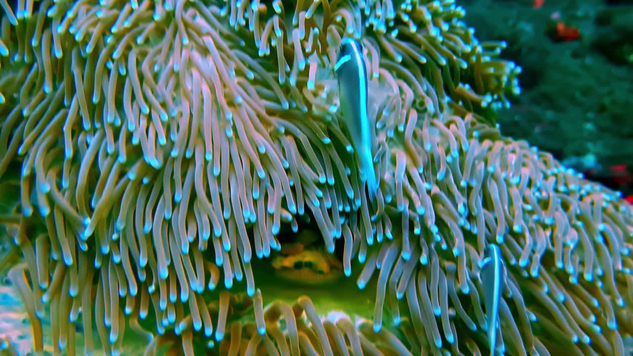 Ultra close-up of an underwater scene: two silvery blue tropical fish hide among the thick tentacles of an anemone with blue tips and a brown base, creating a cozy haven
