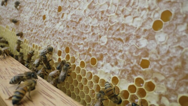 Extensive honeycomb with hexagonal cells featuring gold edges and white wax