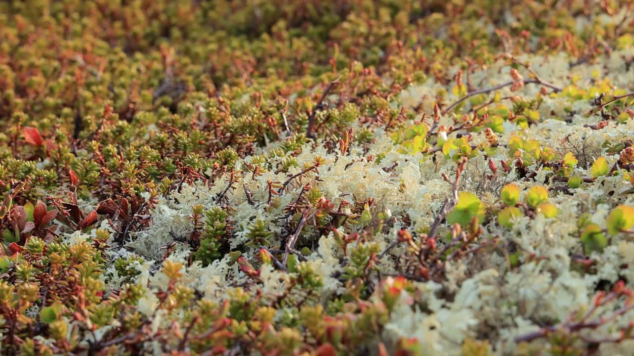 북극  ⁇ 드라 리 ⁇  모스 클로즈업. 주로 북극  ⁇ 드라, 알파인  ⁇ 드라에서 발견되며, 매우 추위에 견 ⁇  수 있습니다. 클라도니아 랭지페리나 (cladonia rangiferina), 렌더 컵 리 ⁇ 으로도 알려져 있습니다.