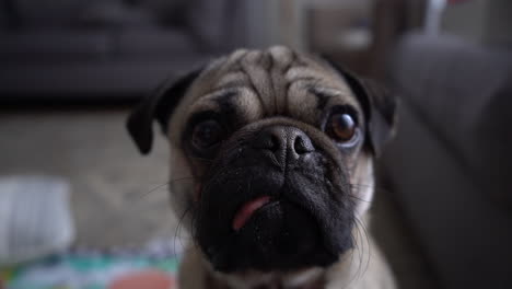 close up of pug puppy fawn tan color