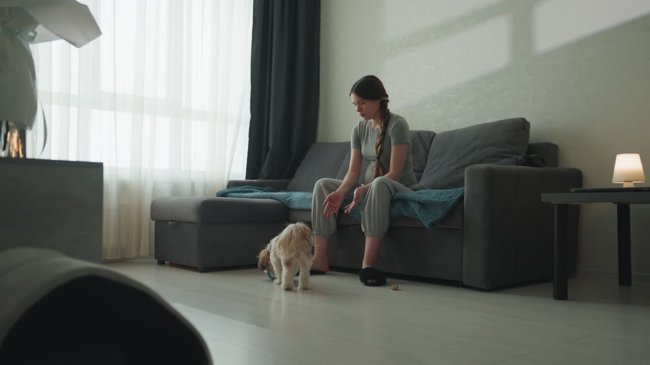 Koltukta oynayan, hevesli küçük köpeğine ödül maması vermek için uzanan ve onu seven hamile beyaz kadın, perdelerden süzülen güneş ışığı, günlük kot kıyafet, neşeli samimi bir ev sahnesi, doğum öncesi bağ.