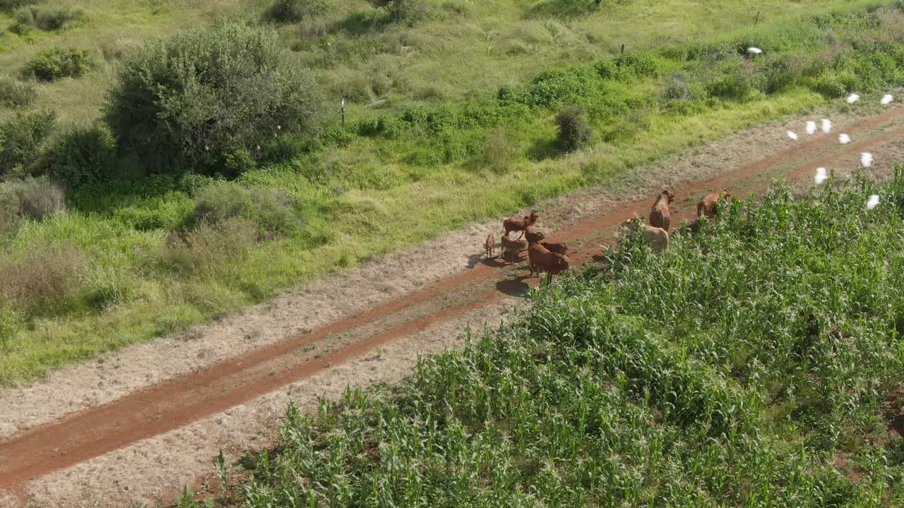 옥수수 밭에서 걸어나오는 소 떼의 드론 항공 영상