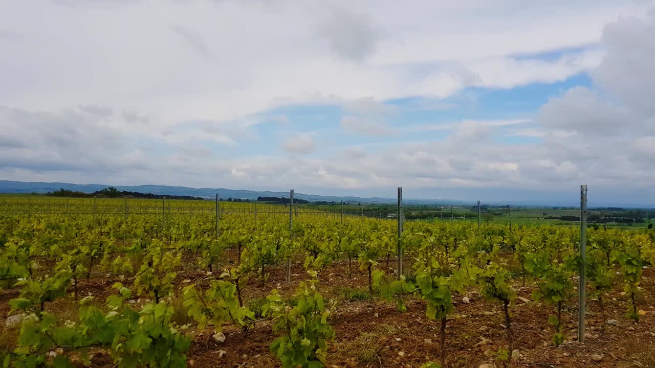 la colina de los viñedos en primavera.