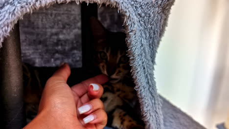 zoom in angle of woman hand petting adorable toyger cat, playful feline soft bite