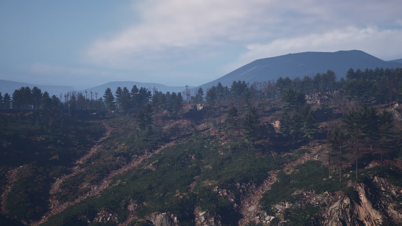 hermosos pinos en el fondo altas montañas de los cárpatos