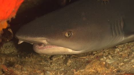 close of of a white tip reef shark showing eye and teeth in 4k quaility