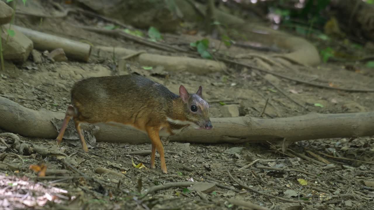 mirando hacia la derecha y de repente mira hacia abajo para conseguir algo de comer, ratón menor ciervo tragulus kanchil, tailandia