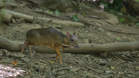 mirando hacia la derecha y de repente mira hacia abajo para conseguir algo de comer, ratón menor ciervo tragulus kanchil, tailandia