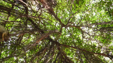 Curtain-fig-tree-with-prop-roots,-covering-the-sky-as-a-thick-canopy