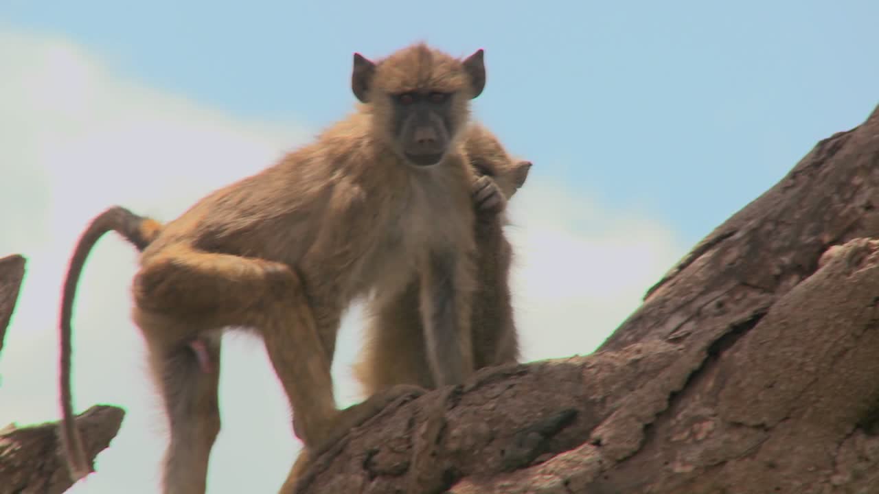 los babuinos jóvenes se sientan en un árbol y recogen pulgas y se garrapatas unos a otros