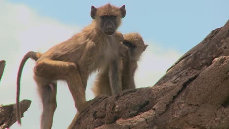 los babuinos jóvenes se sientan en un árbol y recogen pulgas y se garrapatas unos a otros