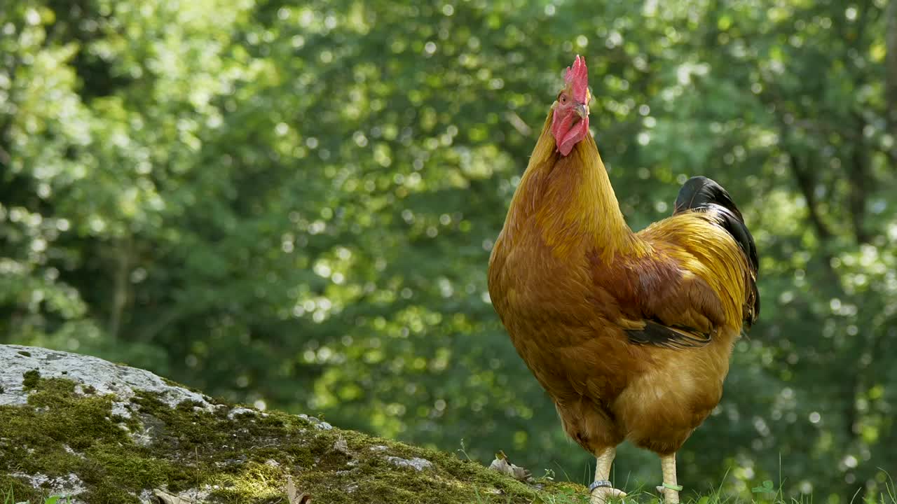 acercar la toma de una gallina de pollo marrón salvaje en la naturaleza durante el día soleado mirando alrededor - prores 4k shot