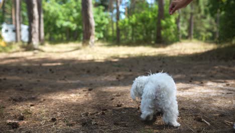 white maltese dog in a forest