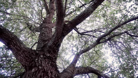 looking up a tall oak tree