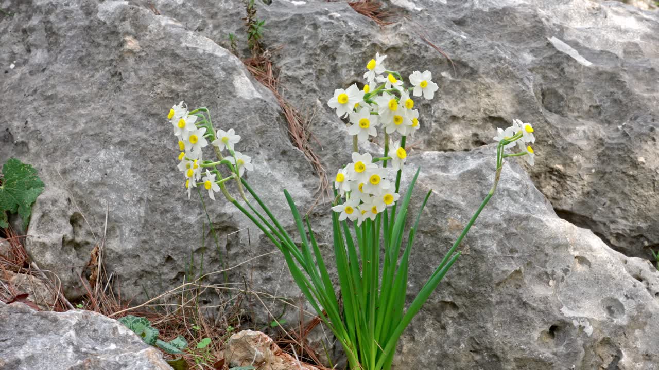 Narciso a grappolo fiorito in inverno sul Monte Carmelo, Israele