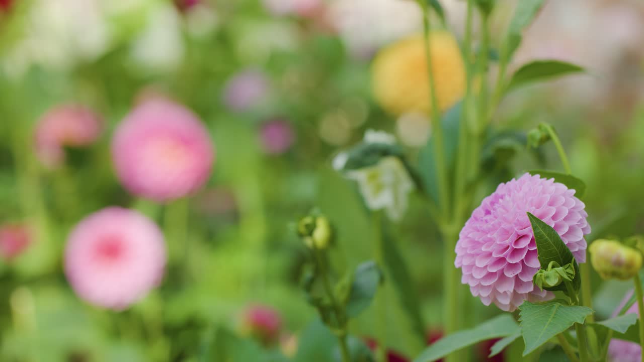 Primo piano di un fiore di dalia rosa, sfocatura dello sfondo morbida, luce naturale, leggera sfocatura della fotocamera
