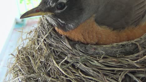 Das-Entzückende-Baby-Robin-Bettelt-Um-Essen,-Aber-Mama-Lässt-Sich-Stattdessen-Auf-Dem-Nest-Nieder