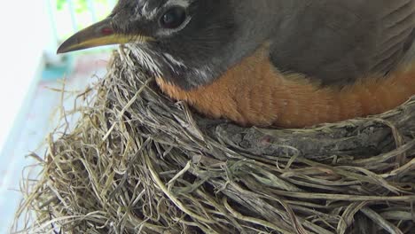 adorable bebé petirrojo pide comida, pero mamá se acomoda en el nido