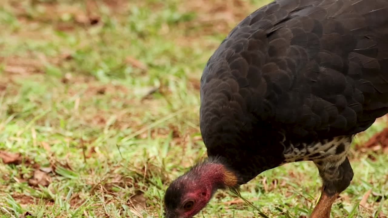 En vill kalkunhakker hakker i det gresskledde bakken mens den leter etter mat i naturlig dagslys