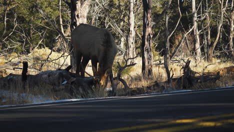 Alces-Salvajes-Comiendo-Al-Lado-De-La-Carretera-En-El-Campamento-De-Mather