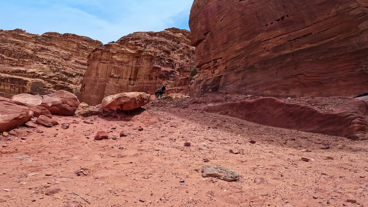 Donkey with a saddle standing near the steep unapproachable rock. Amazing rock formations in Petra, Jordan, West Asia.