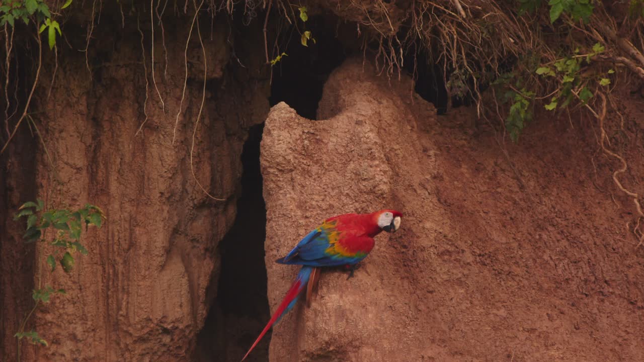 el vibrante guacamayo escarlata sentado en la arcilla de chuncho, sosteniendo la arcilla en sus garras, alimentándose con su pico