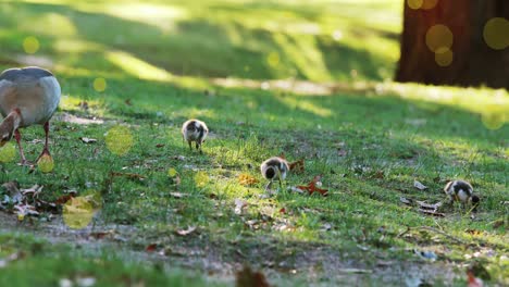 Animation-Von-Gelben-Flecken-über-Vögeln,-Die-Im-Park-Fressen