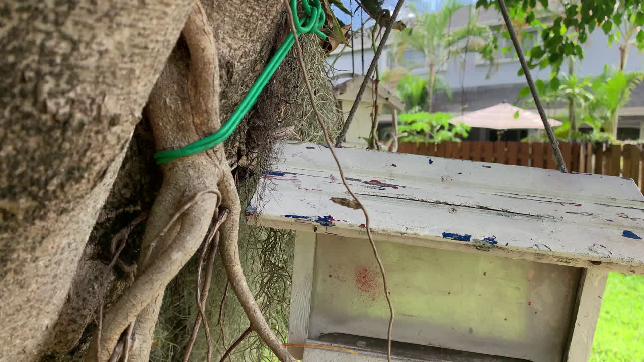 공허 한 새 상자 가 아름다운 날 에 나무 에서 매달려 있는 동안 바람 에 부드럽게 흔들리고 있다