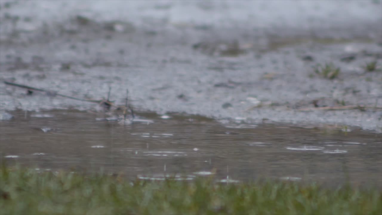 Rain drops fall on murky pond in slow motion, low angle