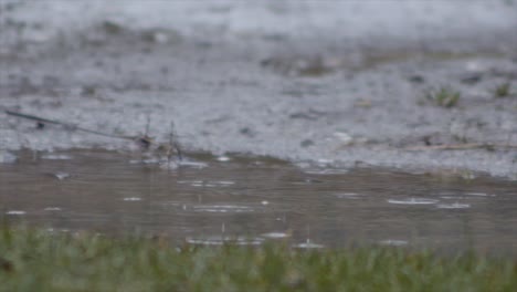 rain drops fall on murky pond in slow motion, low angle