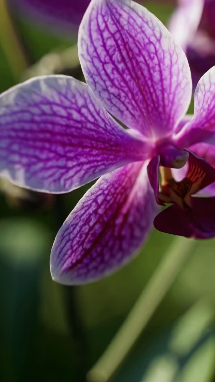 Close-up of purple orchids with a blurred green background, captured from a side angle