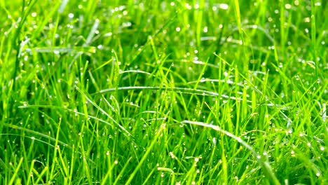 dew drops in lights on green grass. shot with slider.