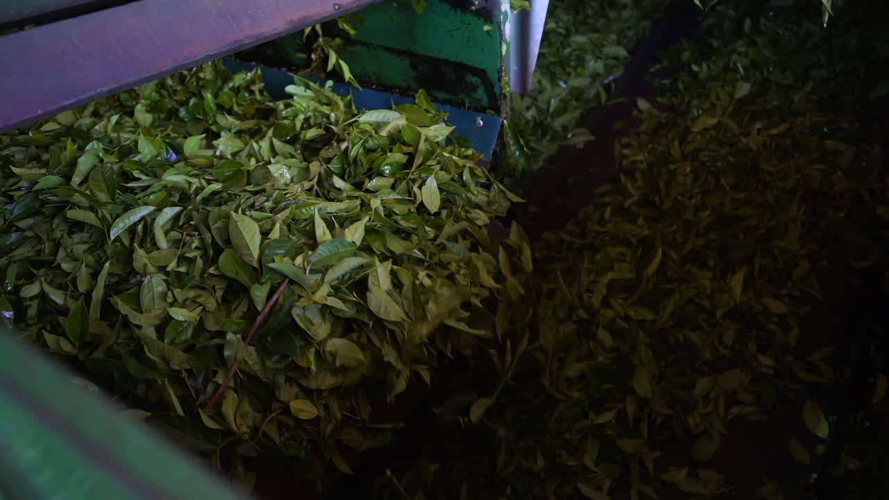 proceso de selección de hojas de té verde en una máquina