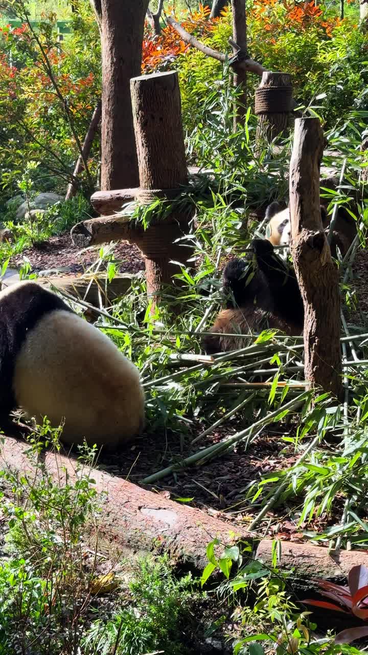 Vertical shot of pandas eating bamboo. Panda Research Centre in Chengdu, Sichuan.
