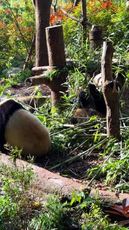 vertical shot of pandas eating bamboo. panda research centre in chengdu, sichuan.