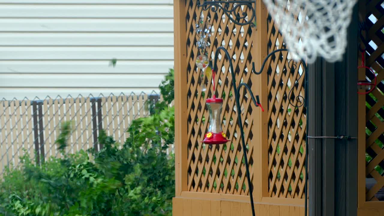 A humming bird feeding swaying back and forth in Fierce 70-80 mile per hour winds