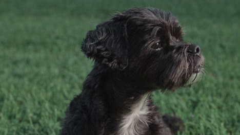 Cachorro-Amando-La-Brisa-Del-Viento-Mientras-Gira-La-Cabeza